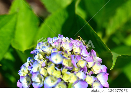 5月に庭のアジサイに現れたカマキリの幼虫 5月に庭のアジサイに現れたカマキリの幼虫 126677078