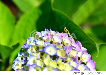 5月に庭のアジサイに現れたカマキリの幼虫 5月に庭のアジサイに現れたカマキリの幼虫 126677080