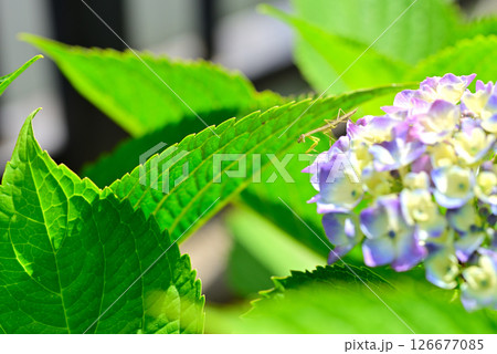 5月に庭のアジサイに現れたカマキリの幼虫 126677085
