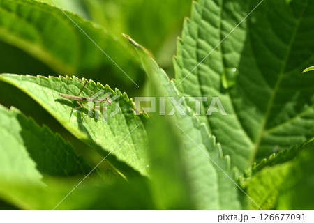 5月に庭のアジサイに現れたカマキリの幼虫 5月に庭のアジサイに現れたカマキリの幼虫 126677091