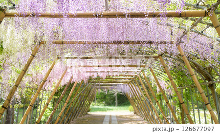 清々しい朝を迎えた　美しい満開の藤棚　岩手県 126677097