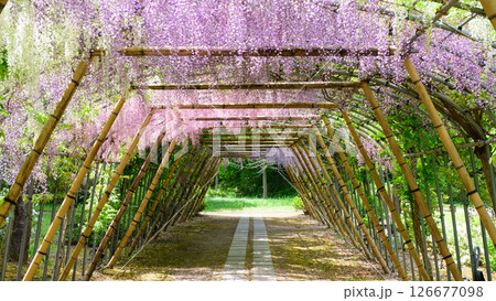 清々しい朝を迎えた　美しい満開の藤棚　岩手県 126677098