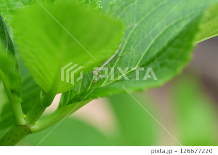 5月に庭のアジサイに現れたカマキリの幼虫 5月に庭のアジサイに現れたカマキリの幼虫 126677220