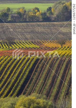 Autumn vineyard near Velke Bilovice, Southern Moravia, Czech Republic Autumn vineyard near Velke Bilovice, Southern Moravia, Czech Republic 126677262