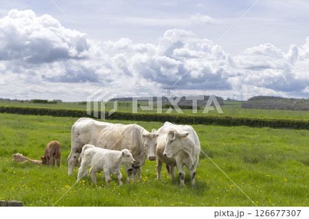 Charolais cattle grazing in green field under cloudy sky 126677307