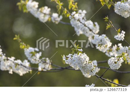 White cherry tree flowers blooming in spring 126677319