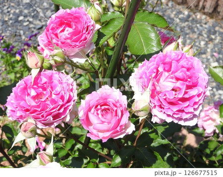バラの花:品種:シェエラザード バラの花:品種:シェエラザード 126677515
