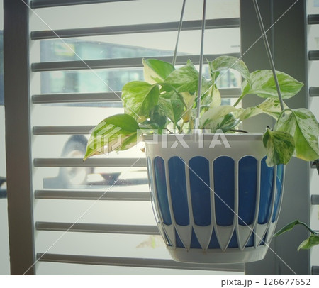 窓辺に吊るされた観葉植物 126677652