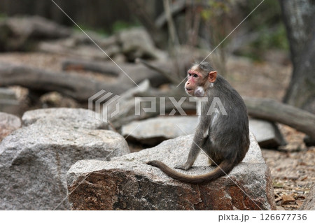 頬袋を膨らませて振り向くボンネットモンキー 頬袋を膨らませて振り向くボンネットモンキー 126677736
