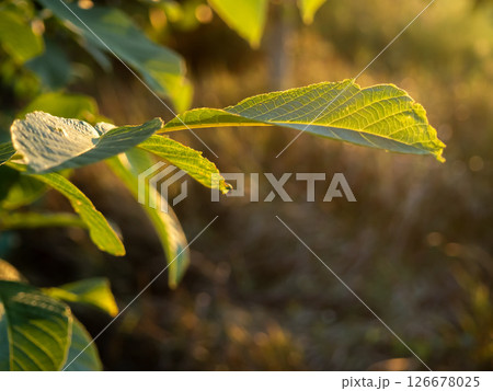 Sunlight shining through green leaves at sunset in a tranquil landscape creating a refreshing atmosphere 126678025