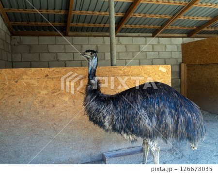Large flightless bird stands in a rustic barn environment observing its surroundings during daylight hours near a farm Large flightless bird stands in a rustic barn environment observing its surroundings during daylight hours near a farm 126678035