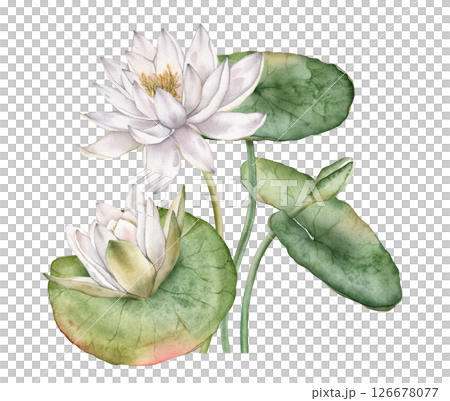 Watercolor bouquet of delicate bud Water white Lily with green leaves. Hand drawn illustration of lakewhite waterlily or lotus on isolated background. Beautiful composition chinese water lily Watercolor bouquet of delicate bud Water white Lily with green leaves. Hand drawn illustration of lakewhite waterlily or lotus on isolated background. Beautiful composition chinese water lily 126678077