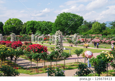 敷島バラ園 敷島バラ園 126678413