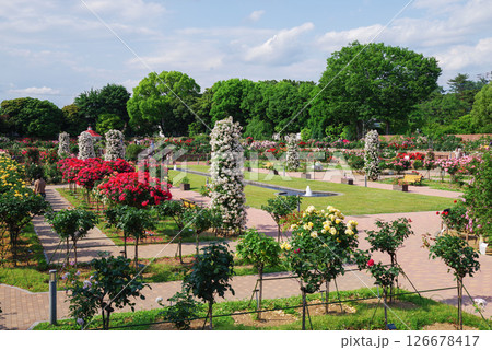 敷島バラ園 126678417