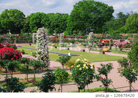 敷島バラ園 126678420