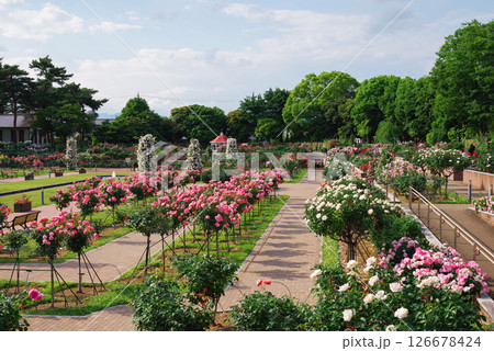 敷島バラ園 126678424