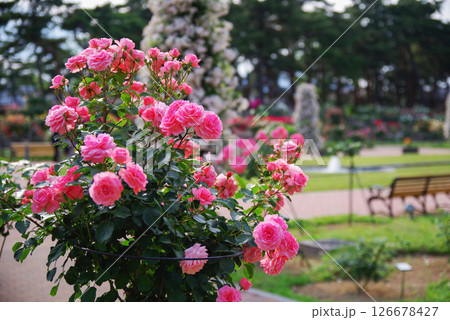 敷島バラ園 126678427