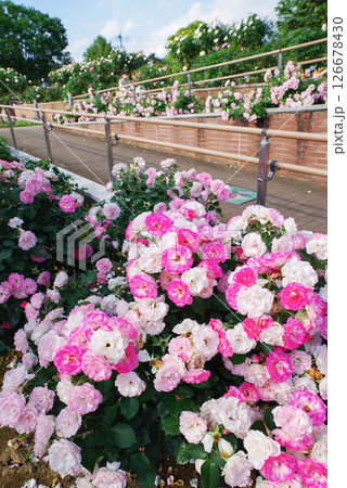 敷島バラ園 126678430