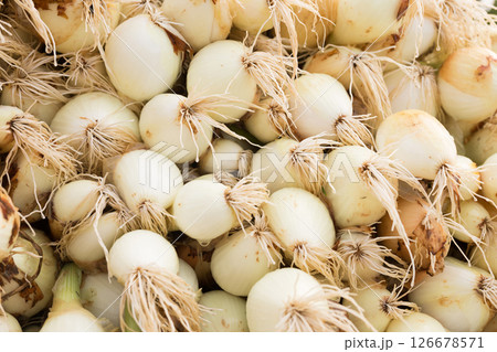 Washed farm heads of onions Washed farm heads of onions 126678571
