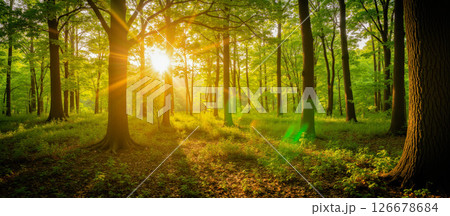 Golden sunbeams fill green woodland, nature trail, summer foliage, healthy environment, perfect for adventure, eco tourism, outdoor wellness, relaxation, natural scenic background Golden sunbeams fill green woodland, nature trail, summer foliage, healthy environment, perfect for adventure, eco tourism, outdoor wellness, relaxation, natural scenic background 126678684