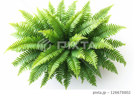 Houseplant in pot. Potted fern with delicate, feathery fronds on a white background. Houseplant in pot. Houseplant in pot. Potted fern with delicate, feathery fronds on a white background. Houseplant in pot. 126678802