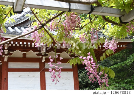 太江寺の竜神のフジと門 太江寺の竜神のフジと門 126678818