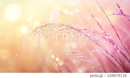 Ornamental grass seed heads covered in glistening dew drops shimmer in the warm golden sunlight of dawn, creating a beautiful and serene natural scene 126679116