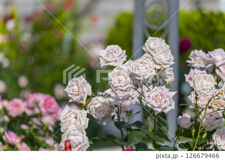 中之島公園　満開のバラ園 126679466