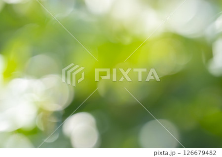中之島公園　玉ボケ 126679482