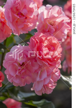 中之島公園　満開のバラ園 126679485