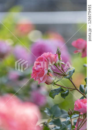 中之島公園　満開のバラ園 126679491