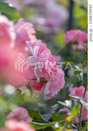 中之島公園　満開のバラ園 126679493