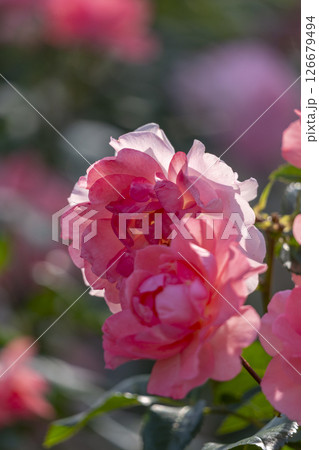 中之島公園　満開のバラ園 126679494