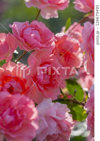 中之島公園　満開のバラ園 126679495