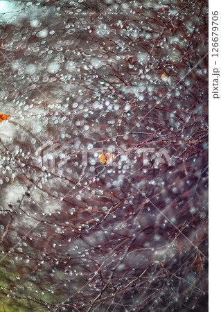 Amazing abstract and blurred background with branches and raindrops. Amazing abstract and blurred background with branches and raindrops. 126679706