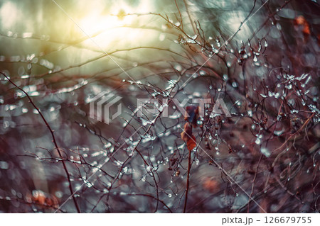 Amazing abstract and blurred background with branches and raindrops. 126679755