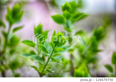 Amazing background with green sprouts on lilac bush branches during spring 126679756