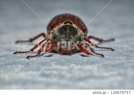 Amazing view of cockchafer beetle. 126679757