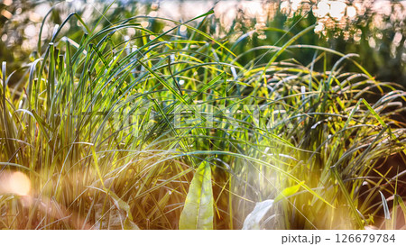 Amazing view of reeds in the evening Amazing view of reeds in the evening 126679784