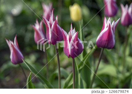 Flowers tulips in spring in the garden. 126679874