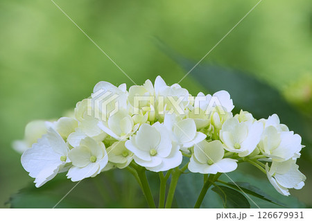 白い紫陽花 126679931