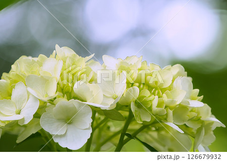 生まれた紫陽花 生まれた紫陽花 126679932