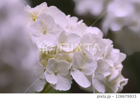 白い紫陽花 126679933