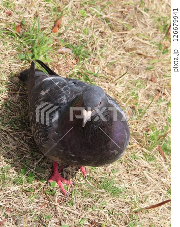 普通の鳩一匹全身上から、草地の上、相楽園、神戸市の都市公園で唯一の日本庭園 普通の鳩一匹全身上から、草地の上、相楽園、神戸市の都市公園で唯一の日本庭園 126679941