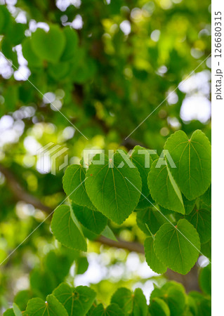 新緑（やまはんサンパーク公園）_6728 126680315