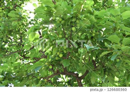 長居植物園のスモモ 長居植物園のスモモ 126680360