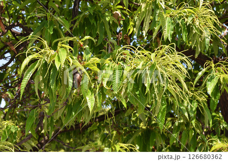 長居植物園のクリ 126680362