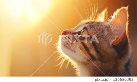 Close up profile of a striped cat basking in the warm glow of golden sunlight, creating a serene atmosphere filled with tranquility and contentment, showcasing the beauty of nature 126680392