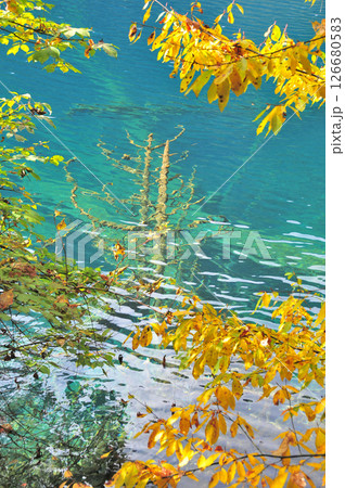 Photo of trees sinking in a clear lake 126680583