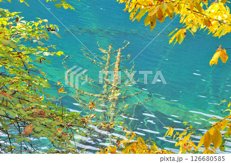 Photo of trees sinking in a clear lake 126680585